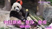 熊猫爆料在哪看直播视频,精彩瞬间等你来观